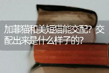 蓝猫有多少种颜色？