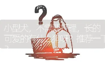 小型犬，不需要打理，长的可爱的有什么狗呀？推荐一下？