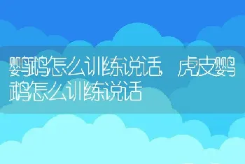 鹦鹉怎么训练说话，虎皮鹦鹉怎么训练说话