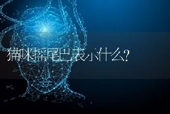 猫咪摇尾巴表示什么？