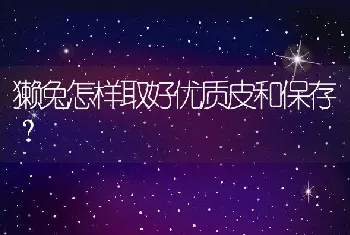 獭兔怎样取好优质皮和保存？