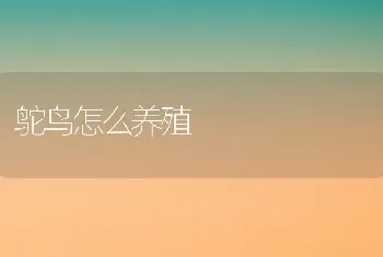 鸵鸟怎么养殖