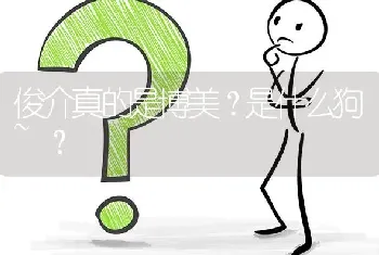 俊介真的是博美？是什么狗~？