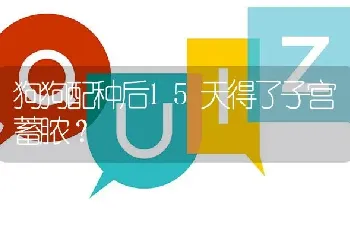 狗狗配种后15天得了子宫蓄脓？