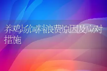 养鸡场饲料浪费原因及应对措施