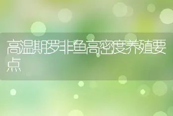 高温期罗非鱼高密度养殖要点