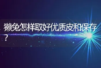 獭兔怎样取好优质皮和保存？