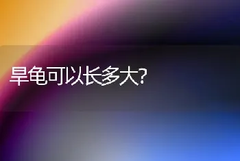 旱龟可以长多大？