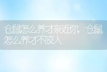 仓鼠怎么养才亲近你，仓鼠怎么养才不咬人