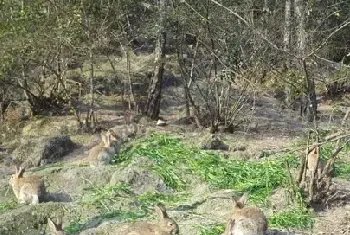 野兔的夏季管理方法