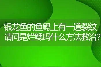 银龙鱼的鱼鳃上有一道裂纹请问是烂鳃吗什么方法救治？