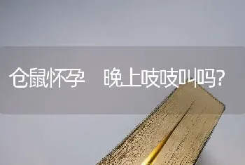 仓鼠怀孕 晚上吱吱叫吗？