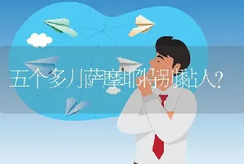 五个多月萨摩耶特别黏人？