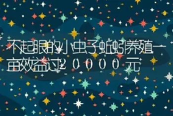 不起眼的小虫子蚯蚓养殖一亩效益过20000元