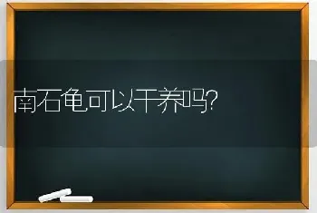 南石龟可以干养吗？