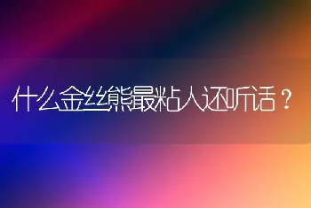 什么金丝熊最粘人还听话？