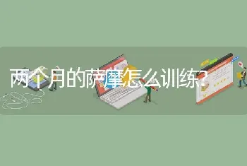 两个月的萨摩怎么训练？