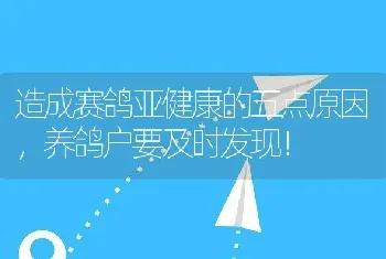 造成赛鸽亚健康的五点原因，养鸽户要及时发现！