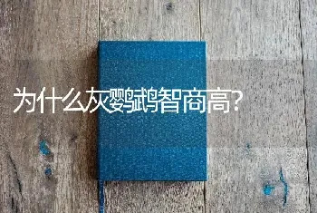 为什么灰鹦鹉智商高？