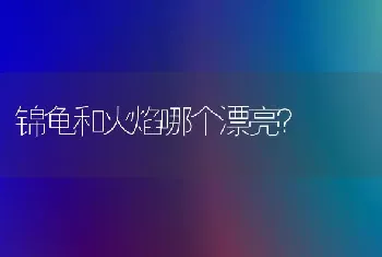 锦龟和火焰哪个漂亮？