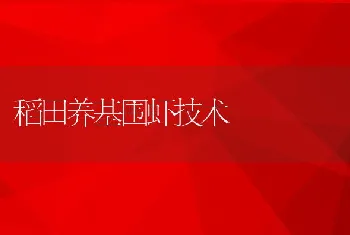 稻田养基围虾技术