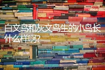 白文鸟和灰文鸟生的小鸟长什么样啊？