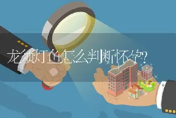 龙须灯鱼怎么判断怀孕？