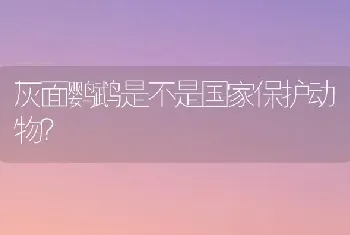 灰面鹦鹉是不是国家保护动物？