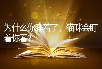 为什么你睡着了，猫咪会盯着你看？