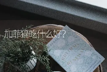 加菲猫吃什么好？