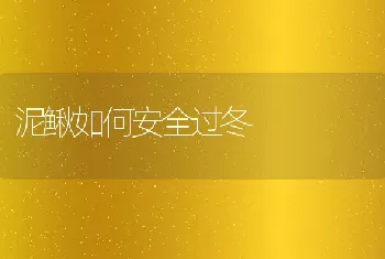 泥鳅如何安全过冬