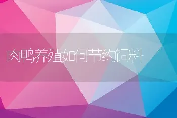 肉鸭养殖如何节约饲料