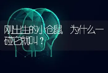 刚出生的小仓鼠 为什么一碰它就叫？