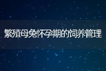 繁殖母兔怀孕期的饲养管理