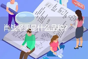 肖战坚果是什么品种？