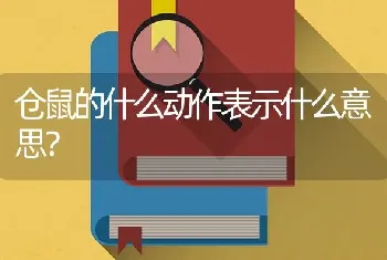 仓鼠的什么动作表示什么意思？