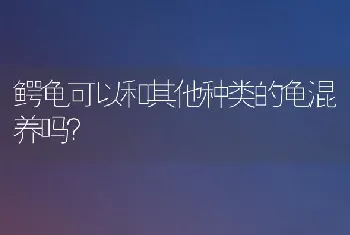 鳄龟可以和其他种类的龟混养吗？