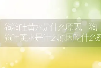 狗狗吐黄水是什么原因，狗狗吐黄水是什么原因吃什么药