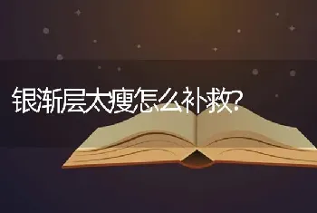 银渐层太瘦怎么补救？