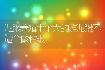 泥鳅养殖中个大的雌泥鳅不适合做种鳅