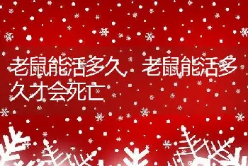 老鼠能活多久，老鼠能活多久才会死亡