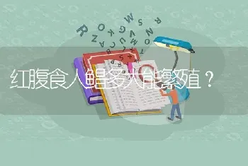 红腹食人鲳多大能繁殖？