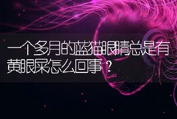 一个多月的蓝猫眼睛总是有黄眼屎怎么回事？