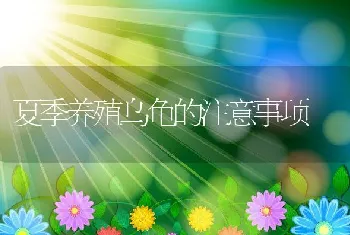 夏季养殖乌龟的注意事项