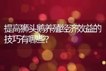 提高狮头鹅养殖经济效益的技巧有哪些？