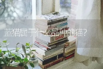 蓝猫属于什么品种的猫？