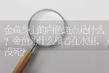 金鱼身上的白色斑点是什么？金鱼为什么横着在水里，又没死？