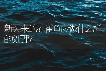 新买来的孔雀鱼应做什么样的处理？