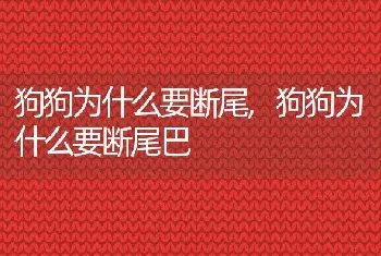 狗狗为什么要断尾，狗狗为什么要断尾巴