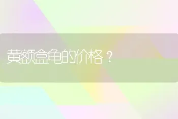 黄额盒龟的价格？